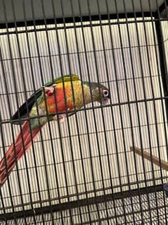 Green Cheek Conure Red Factor & pineapple conure