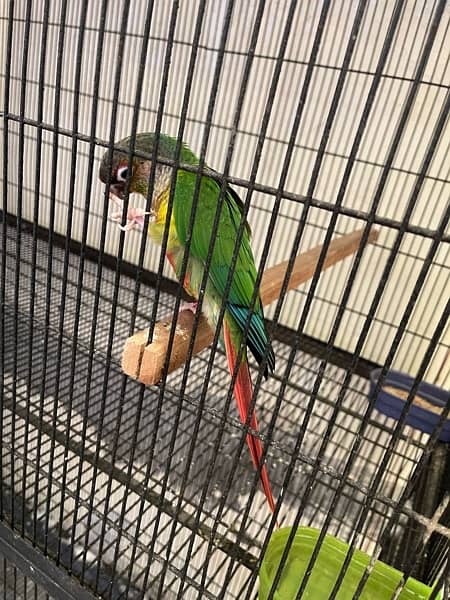 Green Cheek Conure Red Factor & pineapple conure 1