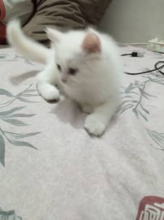 Triple Coated Persian Kittens for Sale 0