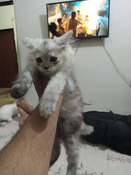 Triple Coated Persian Kittens for Sale 1