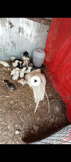 Aseel Heera Chicks 1 Month per piece