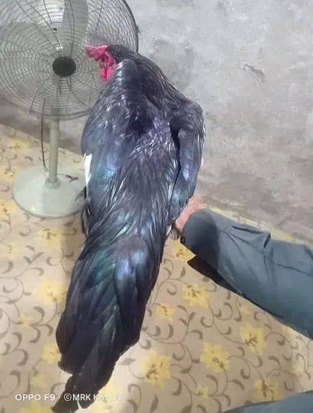 Aseel and ayam cemani available 0
