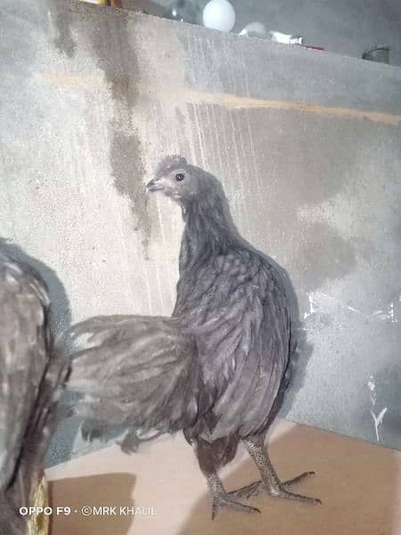 Aseel and ayam cemani available 2