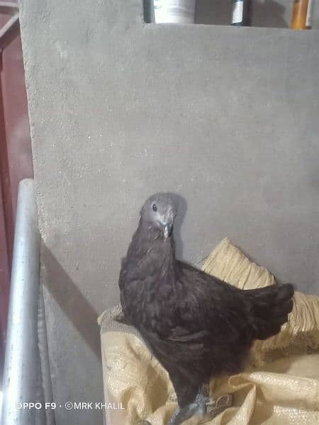 Aseel and ayam cemani available 3