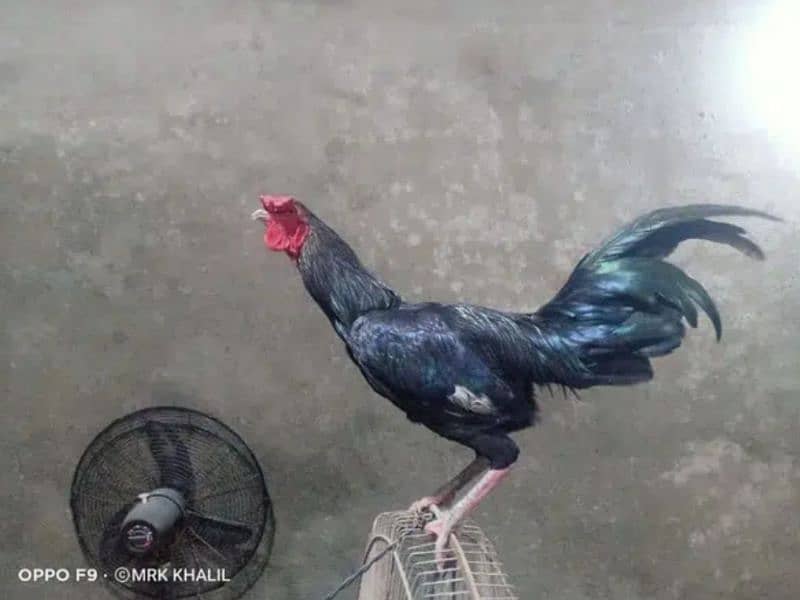Aseel and ayam cemani available 6