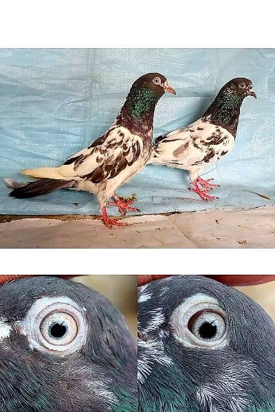 20 pic high flying joro waly pigeon. . . 03201447384 4