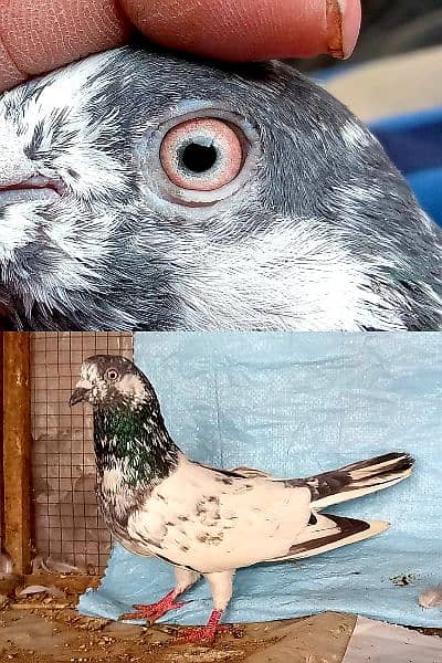 20 pic high flying joro waly pigeon. . . 03201447384 8