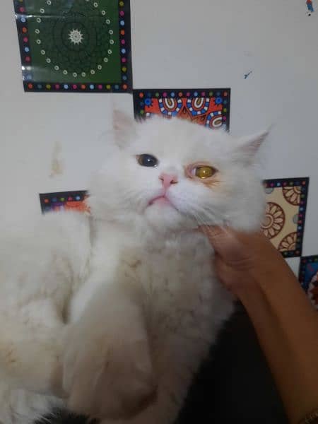 Male Persian Semi punch Cat 2