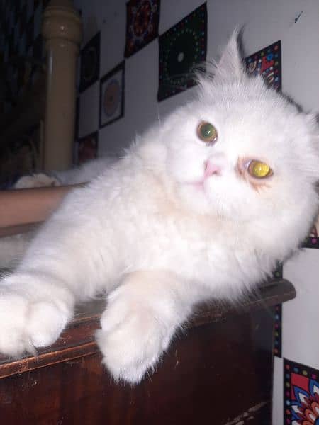 Male Persian Semi punch Cat 4