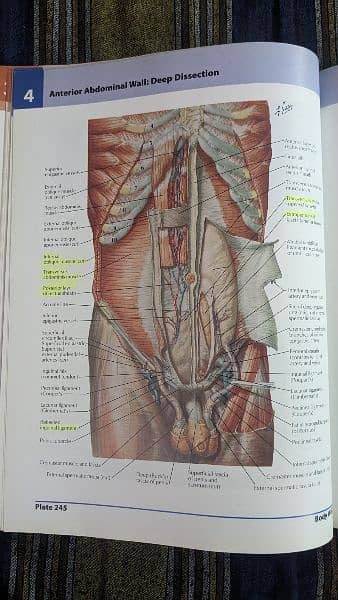 Frank H. Netter Atlas of Human Anatomy 5th edition 1