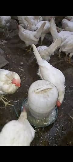 layer egg laying hen