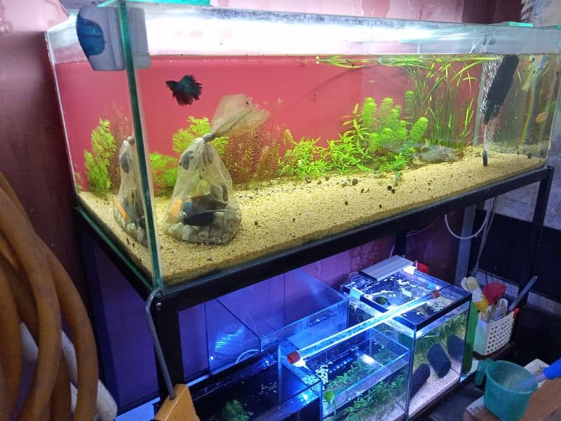 aquarium and iron stand with wooden plank 1