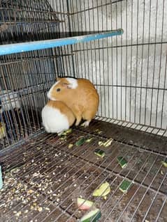 Guinea pigs  breadr pair and check Available for sale
