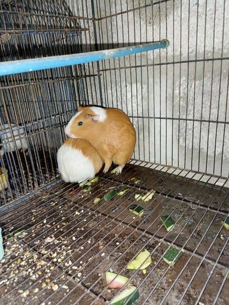 Guinea pigs  breadr pair and check Available for sale 0