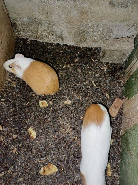 Guinea pigs  breadr pair and check Available for sale 1
