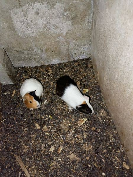 Guinea pigs  breadr pair and check Available for sale 2