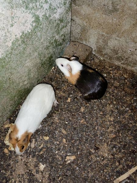 Guinea pigs  breadr pair and check Available for sale 3