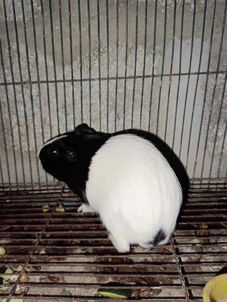 Guinea pigs  breadr pair and check Available for sale 4