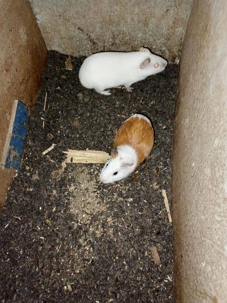 Guinea pigs  breadr pair and check Available for sale 5