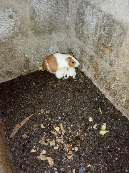 Guinea pigs  breadr pair and check Available for sale 6