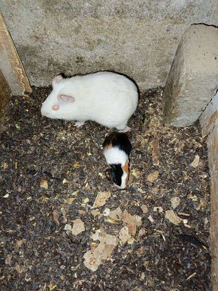 Guinea pigs  breadr pair and check Available for sale 7