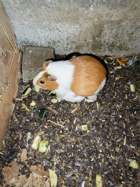 Guinea pigs  breadr pair and check Available for sale 8