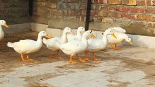 Pure White Desi Duck 8 Peace