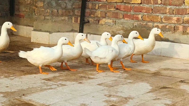 Pure White Desi Duck Home Breed 1