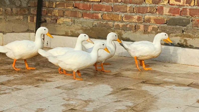 Pure White Desi Duck Home Breed 2