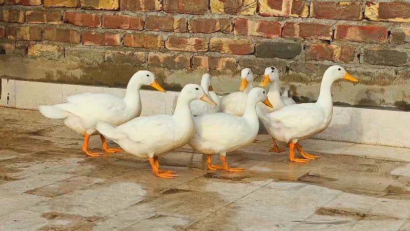 Pure White Desi Duck Home Breed 4