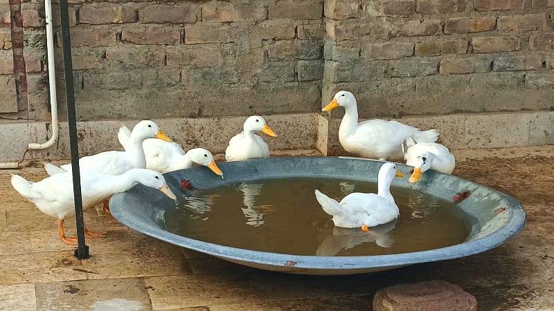 Pure White Desi Duck Home Breed 5