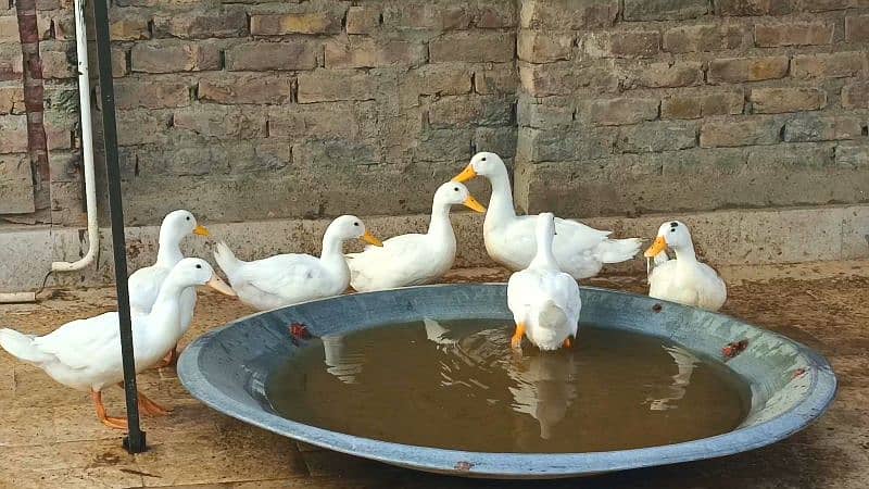 Pure White Desi Duck Home Breed 6