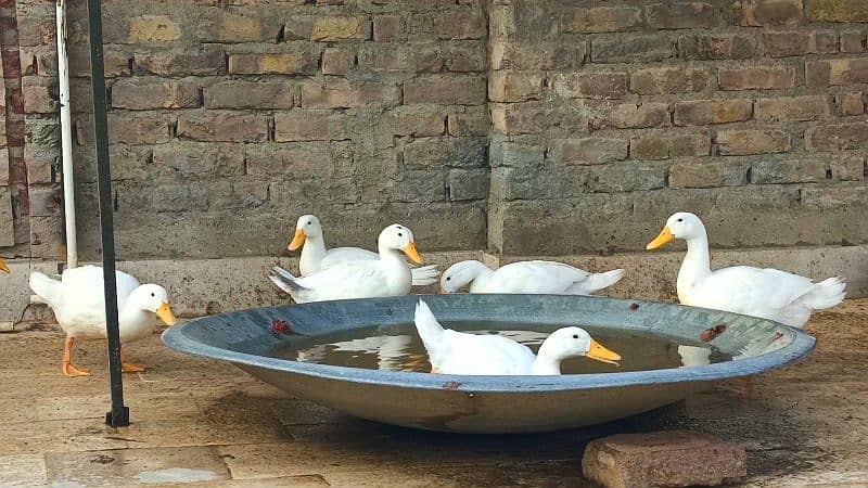 Pure White Desi Duck Home Breed 7