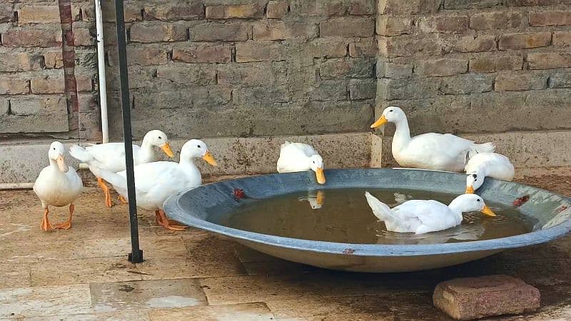 Pure White Desi Duck Home Breed 8