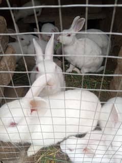 Pure Red Eyes Rabbit sale