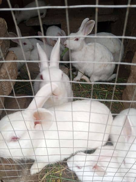 Pure Red Eyes Rabbit sale 0