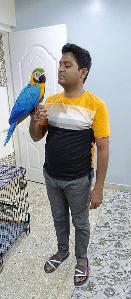 macaws available 0