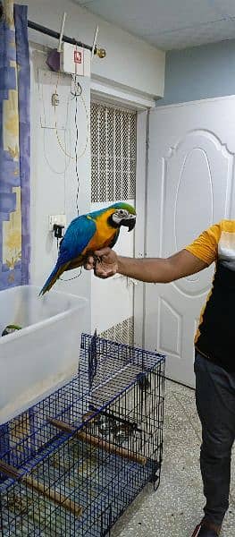 macaws available 2