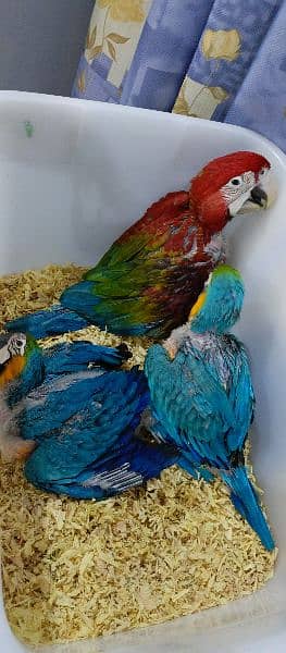 macaws available 8