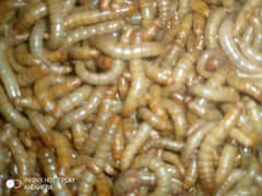 MealWorms available 7000per Kg 0