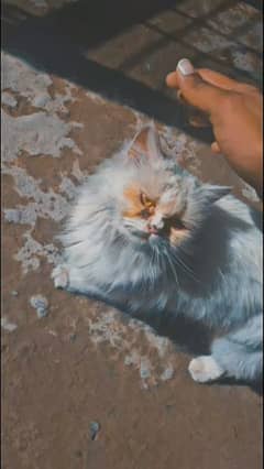 uality Persian Punch face cat & kitten
Male female Both available h