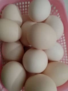 Desi eggs