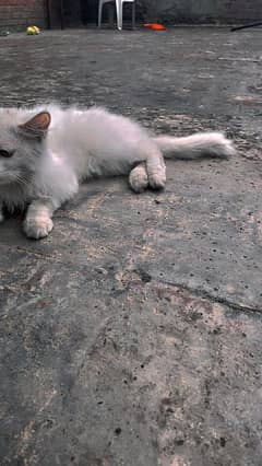 persian cat with heavy coat male 0