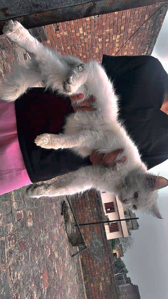 persian cat with heavy coat male 1