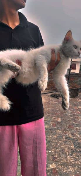 persian cat with heavy coat male 2