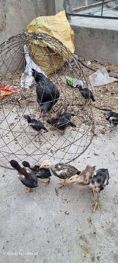 Aseel chick for sale age 1.5 month to 2.5 month