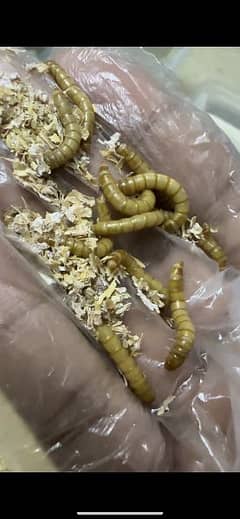 Mealworms for Fish, Birds, Animals&. . . .