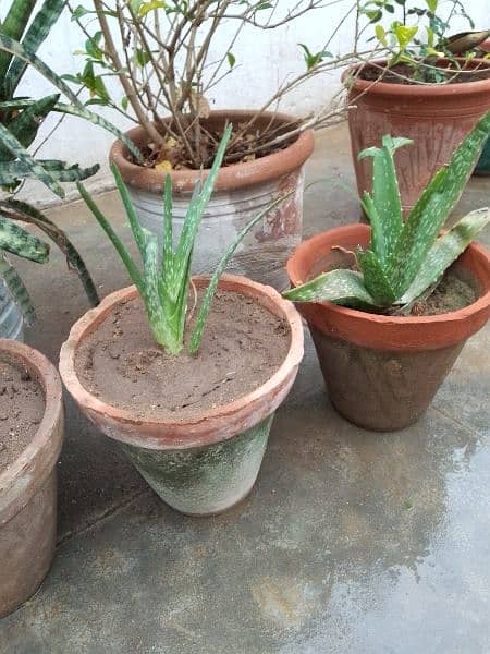 Aloe vera plants 0