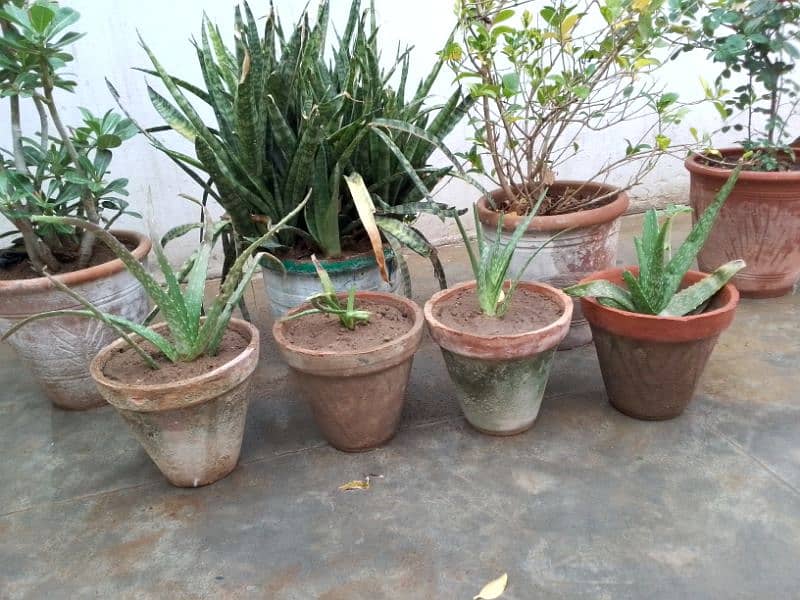 Aloe vera plants 1