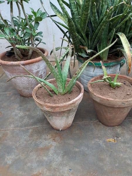 Aloe vera plants 2